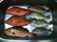 夜釣りで美味魚！！