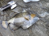 釣り大会 2010/07/01 18:56:27