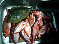 安田釣行 2009/05/18 16:36:56