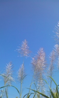 師走… 2008/12/12 15:18:45