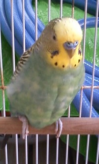 ピーコ 2009/05/23 13:00:57