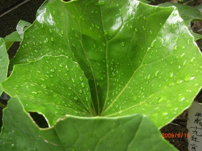 梅雨