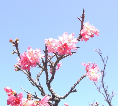 桜