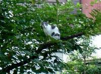 木登り猫