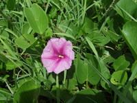 茶花に散歩。