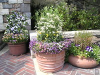 ディズニーシーの花