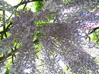 藤の花