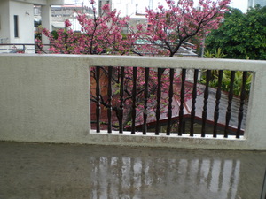 Duplex For Rent