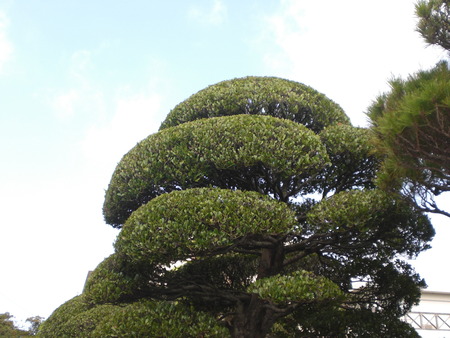 神業剪定