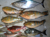 久々の釣り！撃沈…？ 2012/10/22 21:42:08