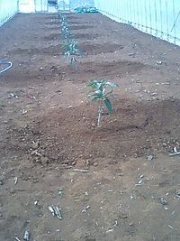 だいず暑い
