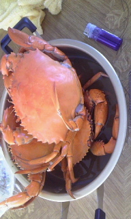 ガサミど～ 2010/12/31 14:18:26
