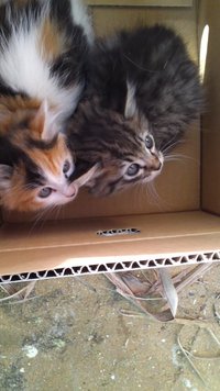 明けましておめでとう 2011/01/01 20:31:58