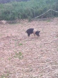 豚が逃げてる～ 2011/03/14 20:15:03