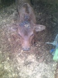 モ～、かわいい 2011/08/04 20:44:20