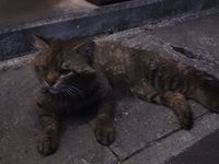招き猫♪ 2012/03/17 19:02:01