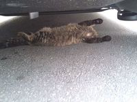 ボスの貫禄…(笑) 2012/03/23 02:56:27