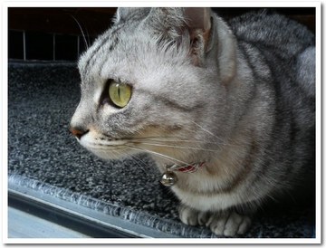 猫の日