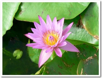 睡蓮の花