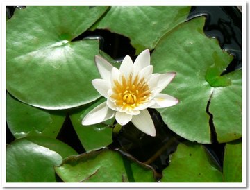 睡蓮の花