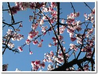 さくらの日 2009/03/27 21:16:33