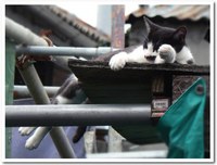 catカテゴリーを追加しました。 2009/05/14 16:38:56