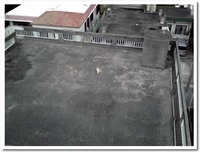 お犬さま 2009/05/21 07:21:52