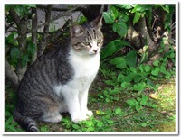 おすまし猫@桃原公園 2010/01/22 11:07:11