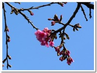 cherry blossoms 2010/01/28 16:22:32