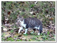 猫の日に出会った猫 2010/02/22 12:45:23