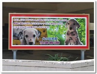 犬の保育園ユニダック@沖縄市 2010/03/23 07:00:00