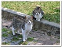 猫づくし@カメラ日和 2010/09/20 10:54:33