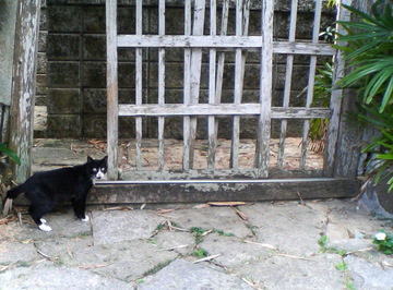 和ねこ