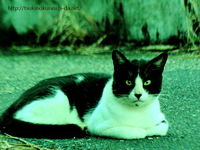 猫の質問