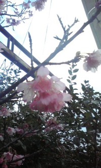 携帯からの投稿です 2011/05/15 15:05:43