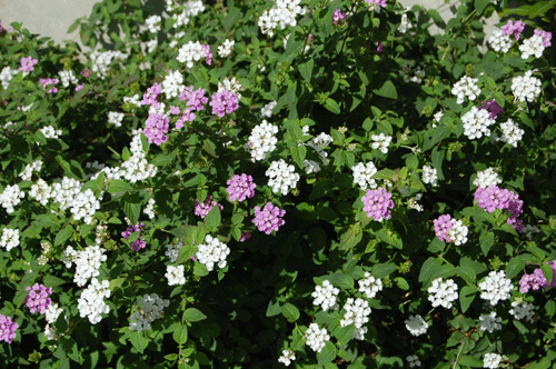 浦添大公園友の会 コバノランタナ紫と白花