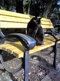 ねーこー 2008/01/24 19:53:24