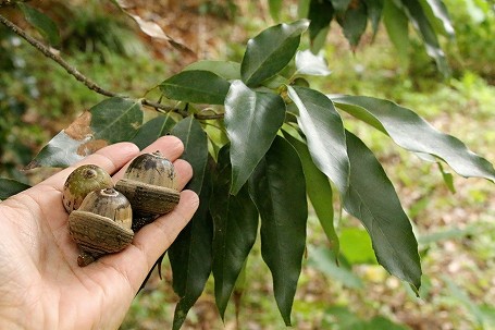 うちな 自然記 日本一のドングリ オキナワウラジロガシ