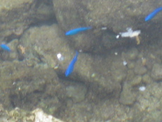 熱帯魚の家