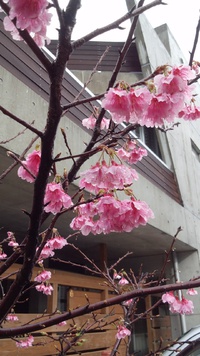 さくら桜 2014/02/02 14:01:13