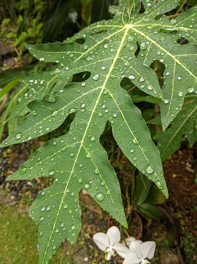 梅雨のまにまに