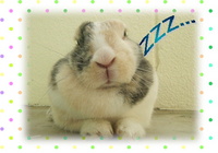 春日和に　　ｏ^ェ^ｏ 2007/04/23 21:46:39