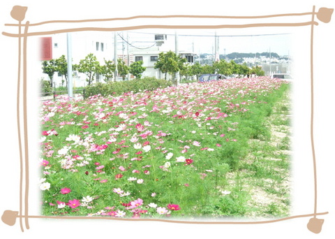 花畑　♪ゞ(*゜▽゜)θゞ(*゜▽゜)θゞ(*゜▽゜)θ
