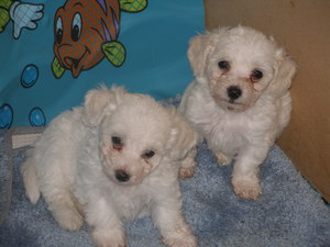 Bichon Pic