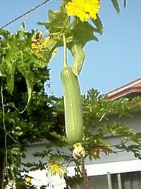 なべらー（ヘチマ）