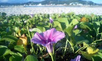 朝の散歩