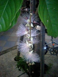 サガリバナ 2007/06/09 22:18:29