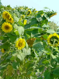 ひまわり 2008/05/16 08:12:53