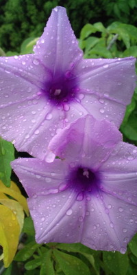 おはようございます♪ 2010/08/27 09:05:22