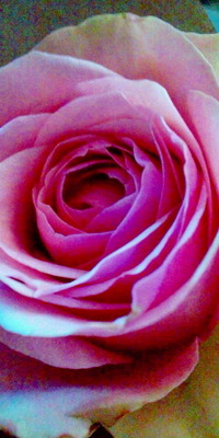 今日のお花♪ 2010/08/30 17:38:17
